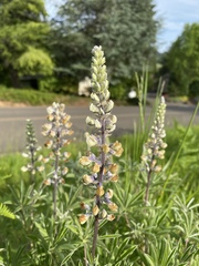 Lupinus oreganus