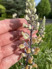 Lupinus oreganus