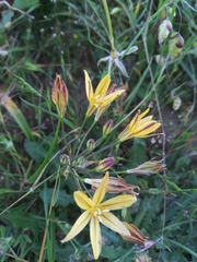 Triteleia ixioides ixioides