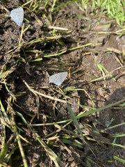 Celastrina echo