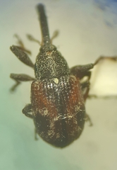 Anthonomus signatus