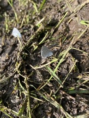 Celastrina echo