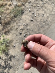 Duttaphrynus stomaticus