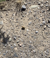 Duttaphrynus stomaticus