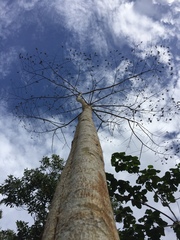 Pterocarpus indicus