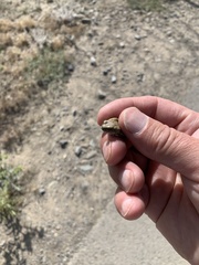 Duttaphrynus stomaticus