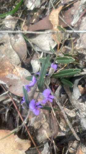 common hovea