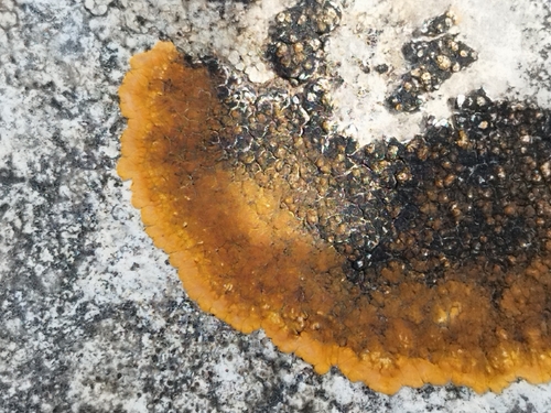 Variospora aurantia
