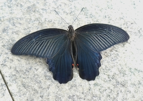 Spangle Swallowtail