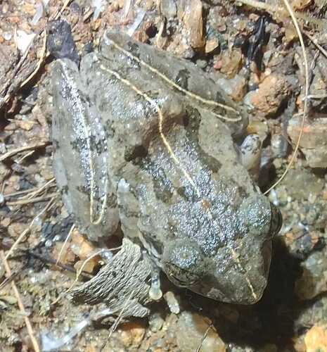 Common Shrub Frog