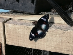 Hypolimnas bolina nerina