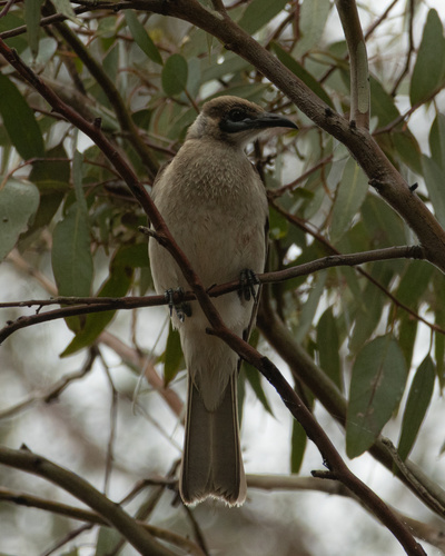 Little Friarbird