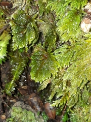 Sciadocladus menziesii