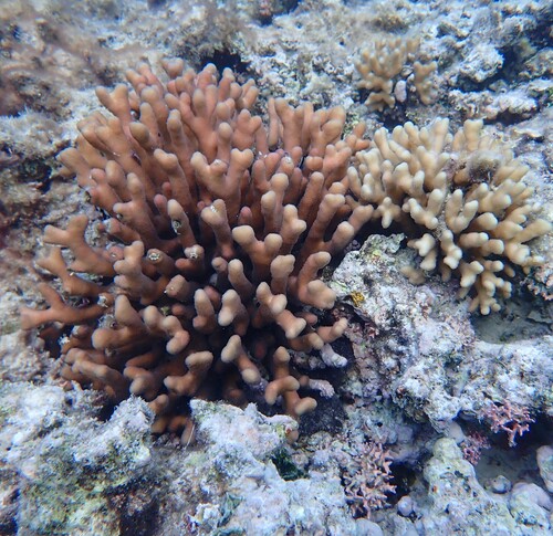Stylophora pistillata observed 2026-08-06
