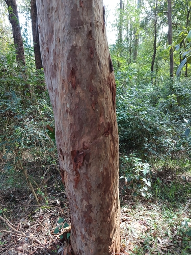 Angophora costata