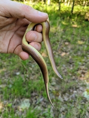 Virginia valeriae elegans