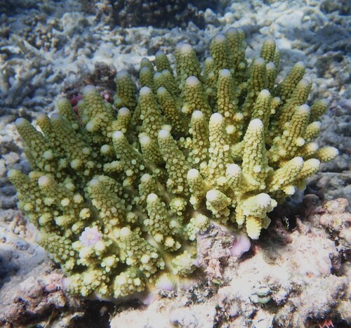 Acropora gemmifera observed 2026-08-06