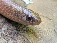 Virginia valeriae elegans