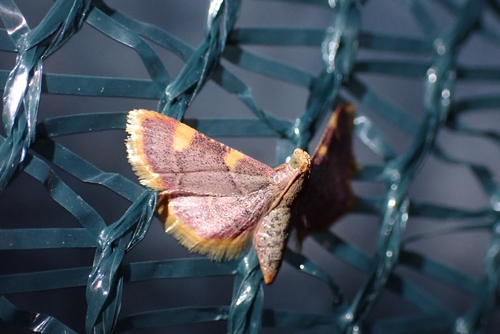 Clover Hayworm Moth