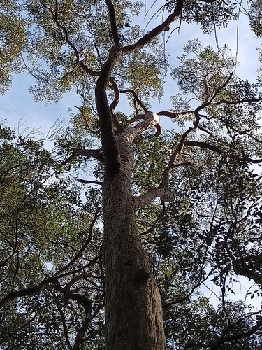 Angophora costata, photograph 2