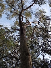 Angophora costata, photograph (c) Carl Ramirez, some rights reserved (CC BY)