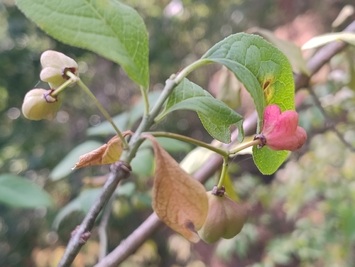 Spindle