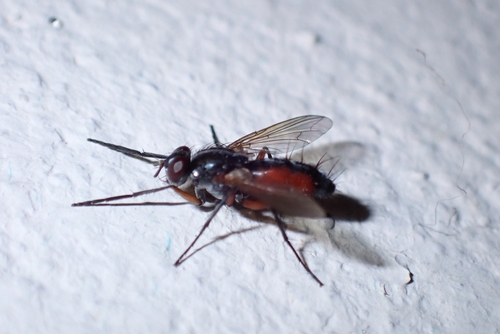 Mintho rufiventris