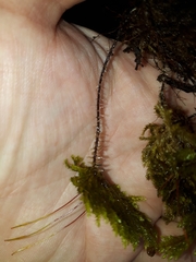 Sciadocladus menziesii