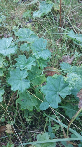 Podosphaera aphanis