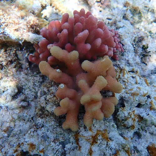 Stylophora pistillata observed 2026-08-06