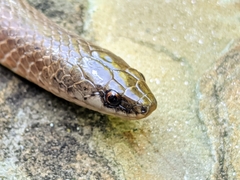 Virginia valeriae elegans