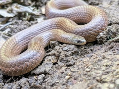 Virginia valeriae elegans