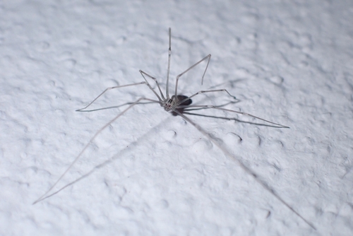 Long-bodied Cellar Spider
