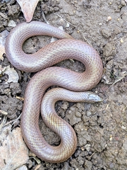 Virginia valeriae elegans