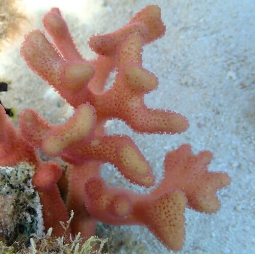 Stylophora pistillata observed 2026-08-06