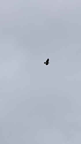 Buteo solitarius observed 2026-08-20