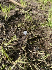 Celastrina echo