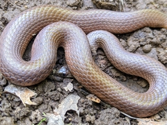 Virginia valeriae elegans