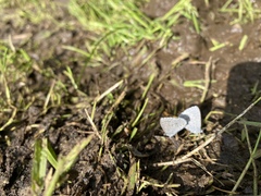 Celastrina echo