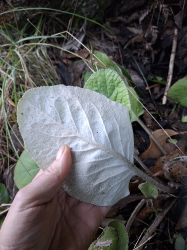 Brachyglottis lagopus, photograph 3