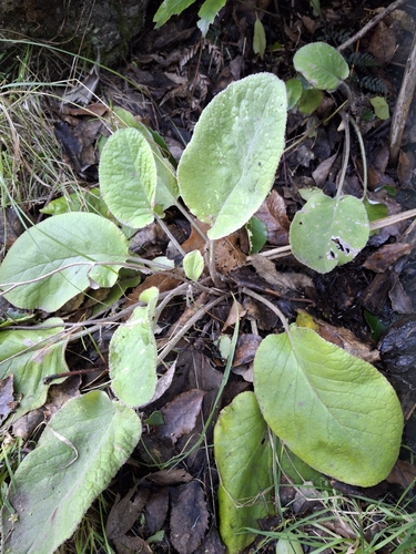Brachyglottis lagopus, photograph 4