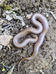 Virginia valeriae elegans