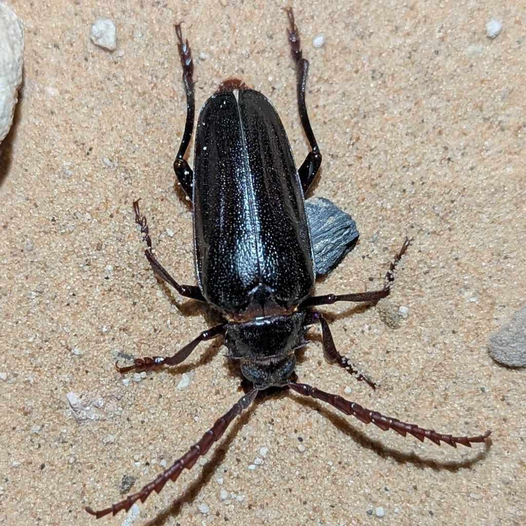 Prionus spinipennis