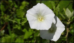 Calystegia sepium limnophila