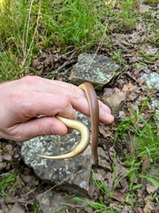 Virginia valeriae elegans