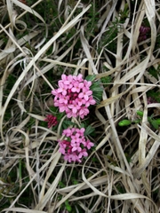Daphne cneorum