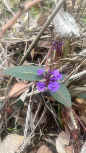 False Sarsaparilla
