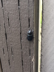 Platycerus oregonensis