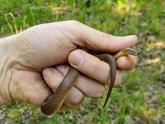 Virginia valeriae elegans