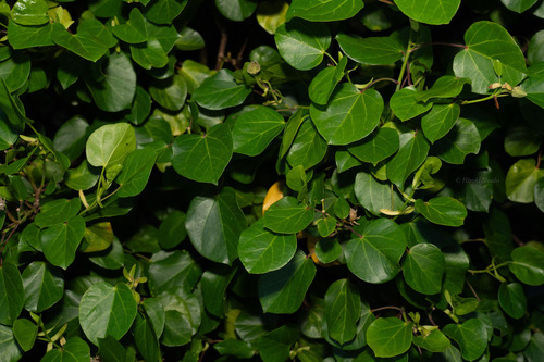 Talipariti glabrum observed 2026-08-10